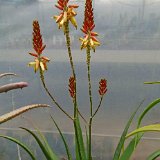 Aloe lutescens (South Africa-Zimbabwe) small quantity